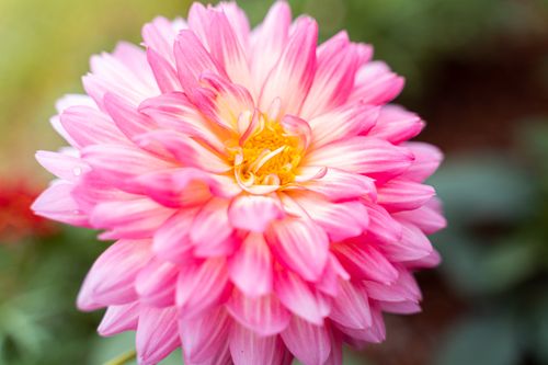 Free Close-up of a vibrant pink dahlia in full bloom showcasing its stunning petals. Stock Photo