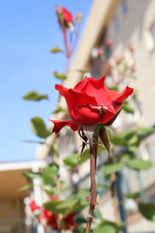 Free stock photo of beauty, flower, flowers Stock Photo