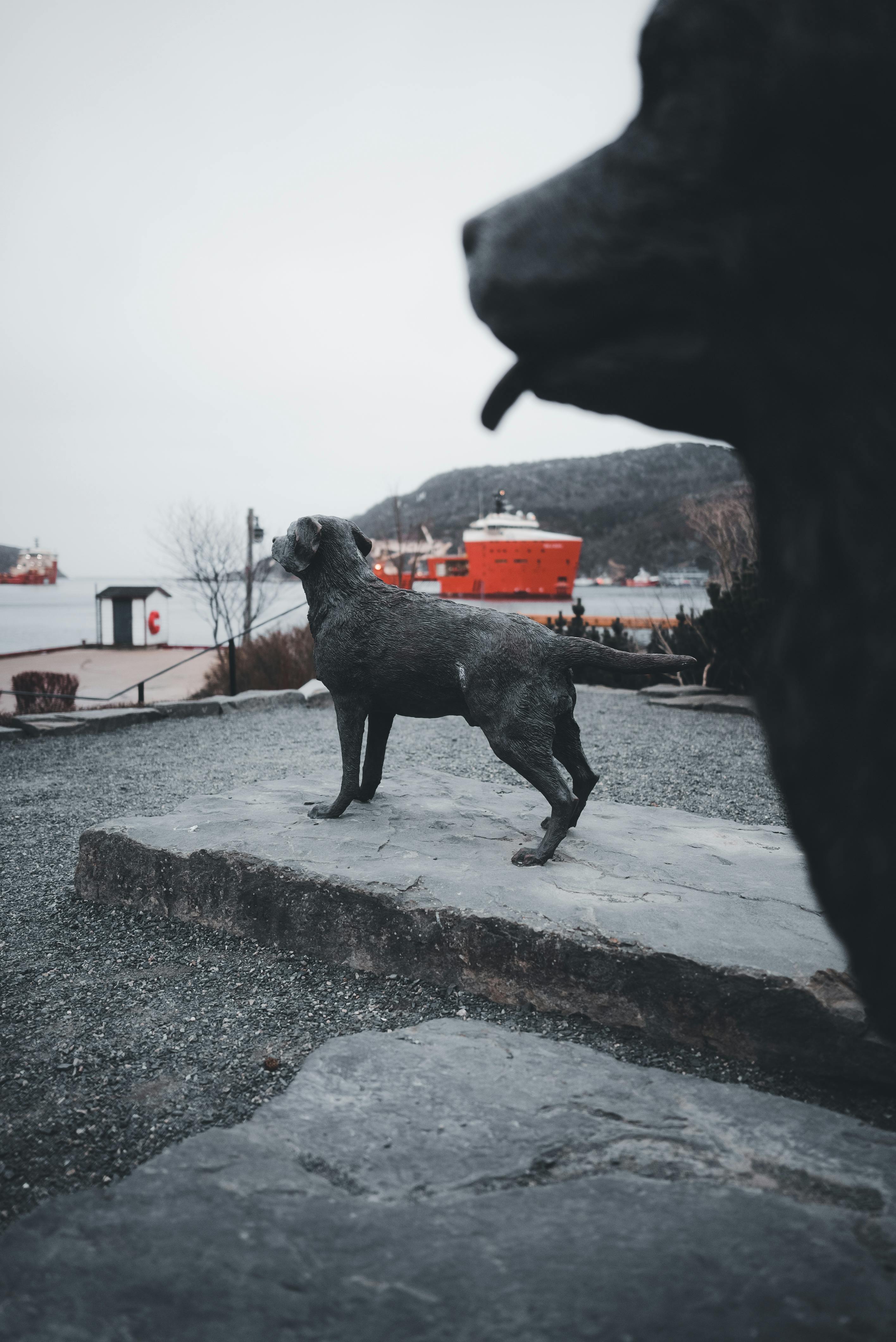 Statues of Newfoundland and Labrador Dogs in Harbourside Park at St Johns, Newfoundland, Canada