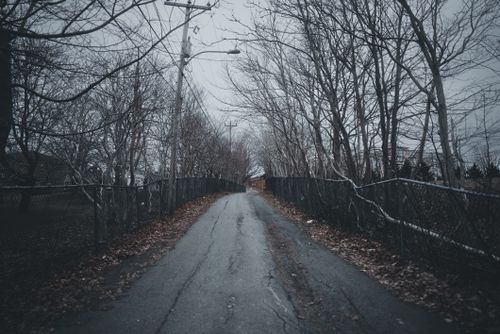 Free A moody rural street flanked by bare trees in late autumn, evoking a sense of solitude. Stock Photo