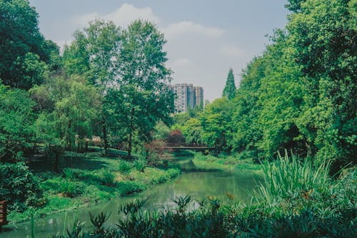 A Stream in a Park 