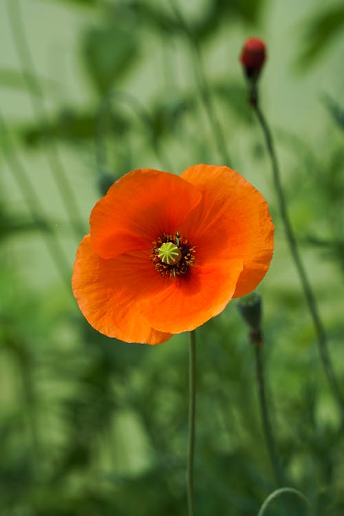 Close up of a Poppy