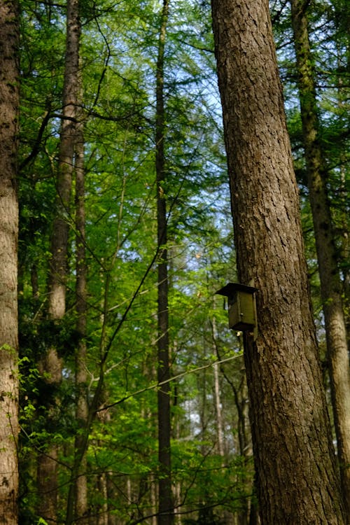 Trees in a Forest 