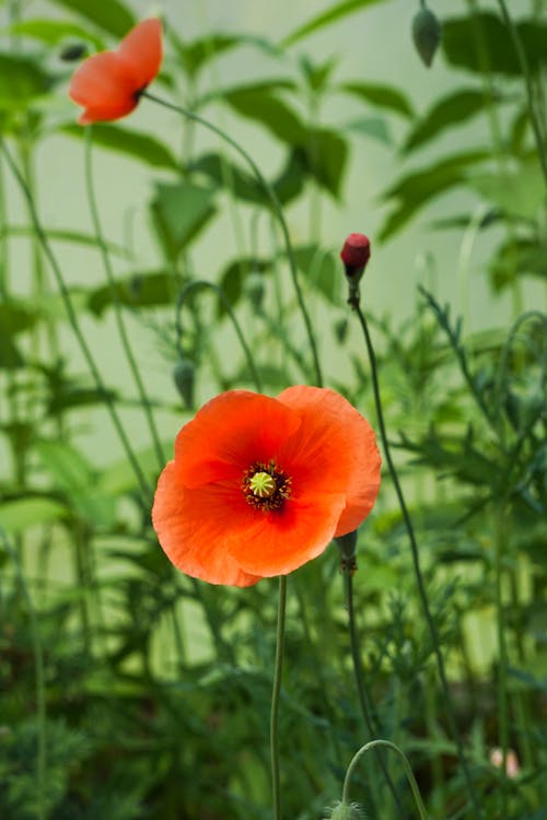 Close-up of a Poppy 