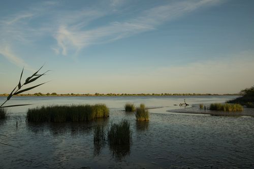 Free Peaceful lake landscape with reeds at sunrise, showcasing calming natural scenery. Stock Photo