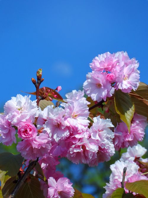 Free Close-up of pink cherry blossoms in full bloom against a bright blue sky, capturing the essence of spring. Stock Photo