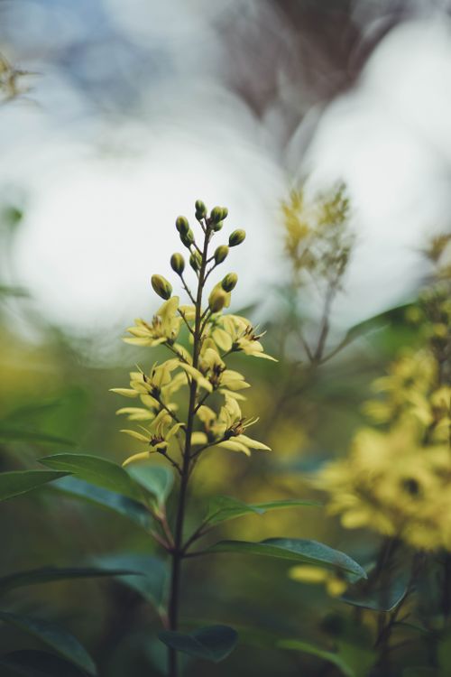 Free A vibrant close-up of Galphimia Glauca (Rain of Gold) blooming outdoors. Stock Photo