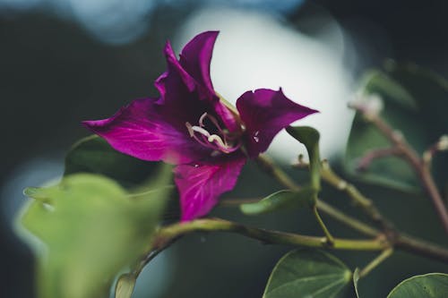 Close-up of a Hong Kong Orchid Tree Flower