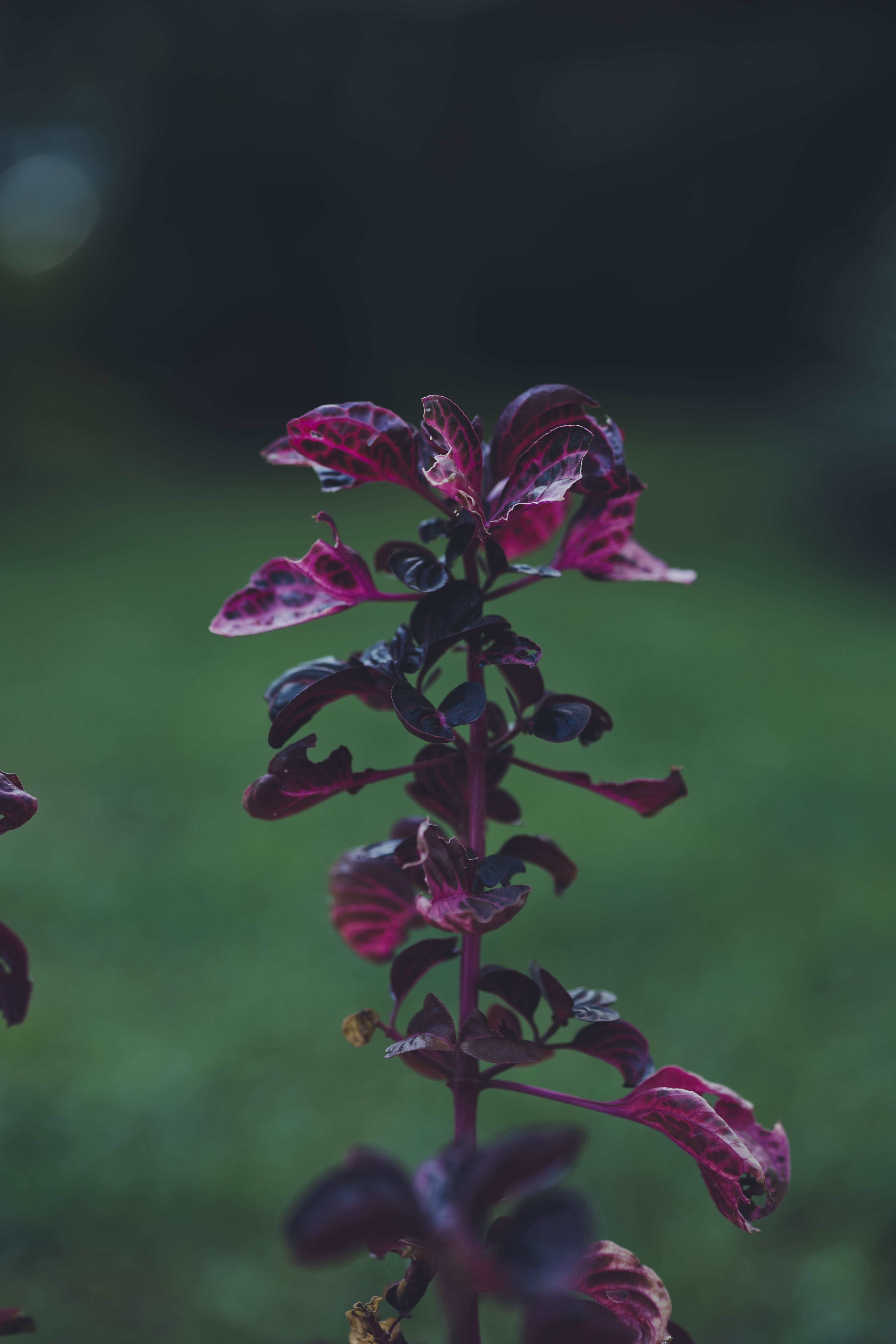 Purplish Red Color Photos, Download The