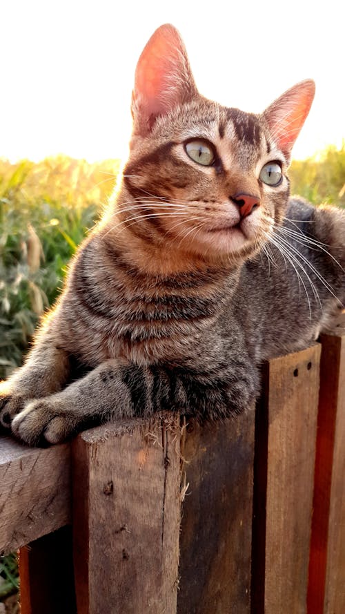 Kostenloses Stock Foto zu gato, große katzen, hauskatzen