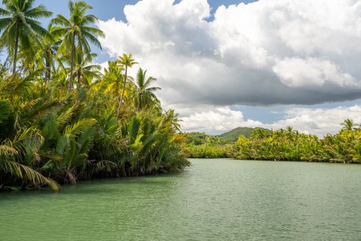 Scenic view of a tropical river surrounded by lush palm trees under a cloudy summer sky.