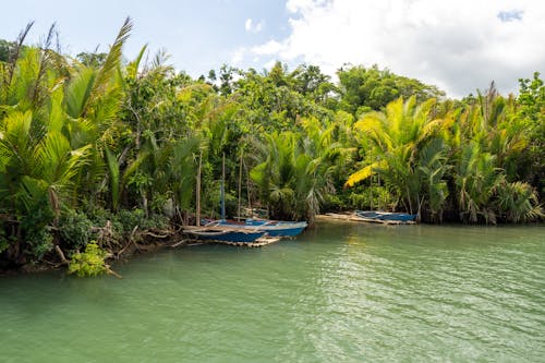 Trimarans Pulled out on Bamboo Platforms in Tropical Forest