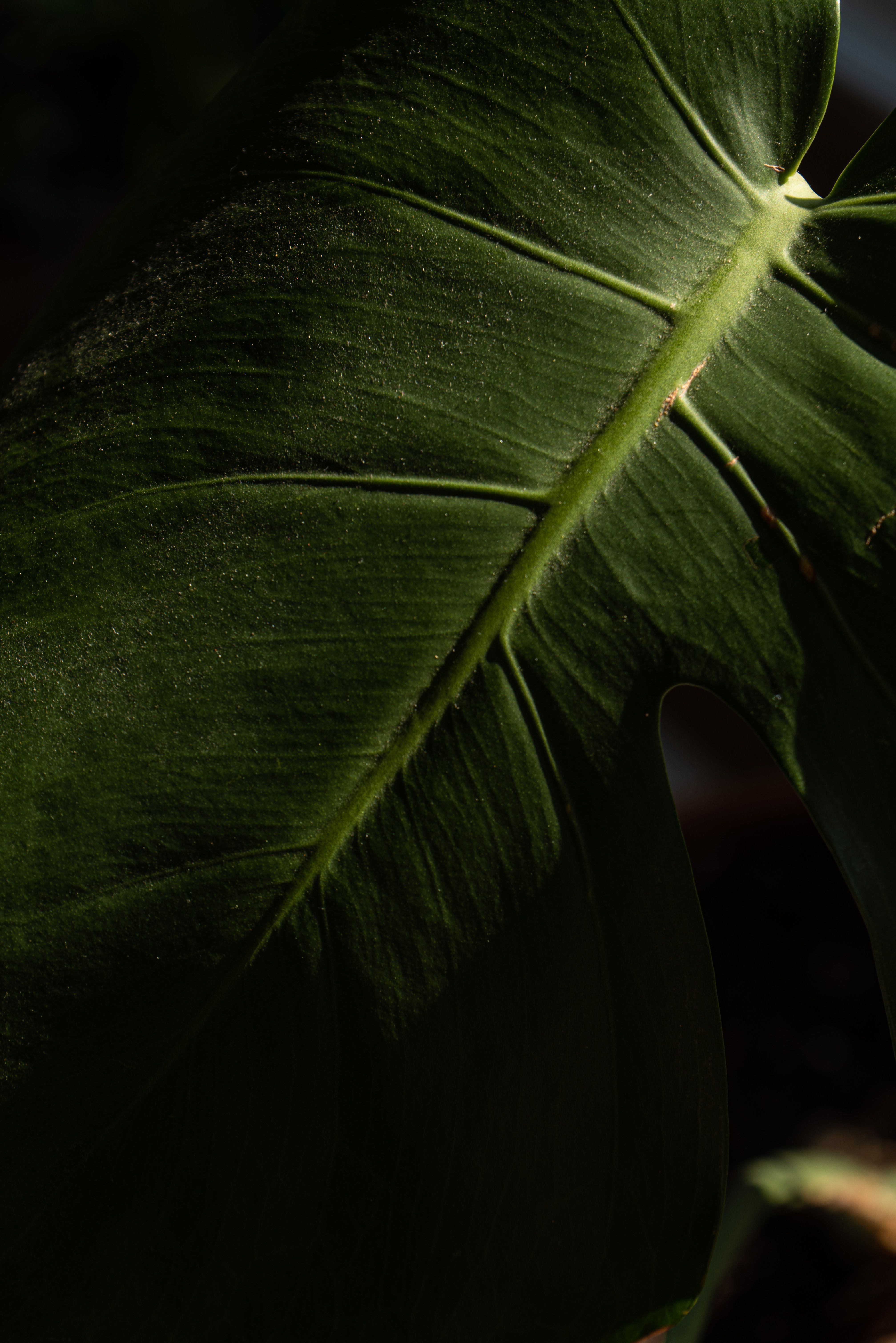 Green Tropical Leaf · Free Stock Photo