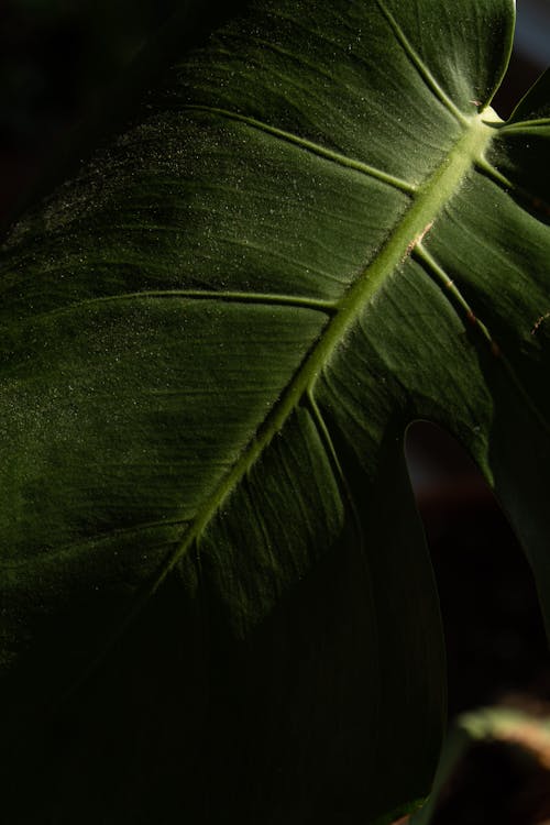 Green Tropical Leaf