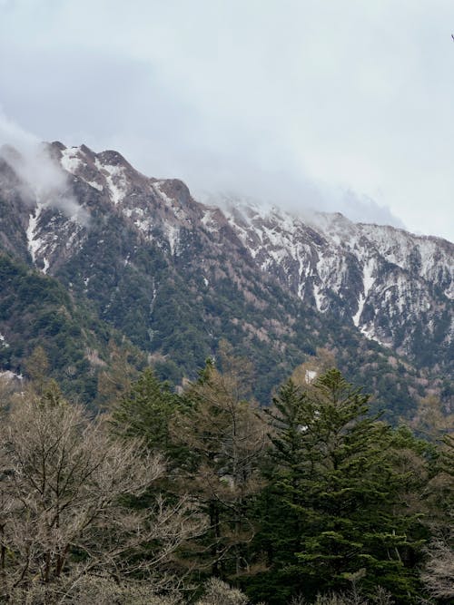 Darmowe zdjęcie z galerii z drzewa, góry, krajobraz