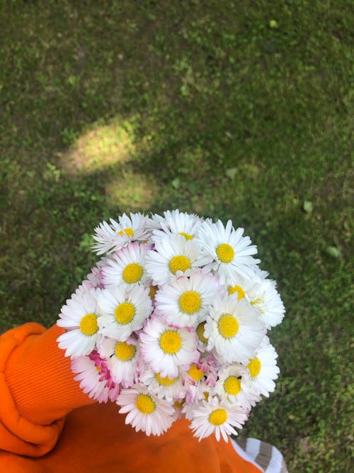 Bunch of Daisy Flowers in Hand