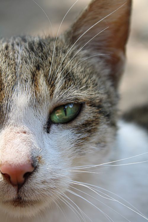 Free Detailed close-up of a domestic cat's face focusing on its green eyes. Stock Photo