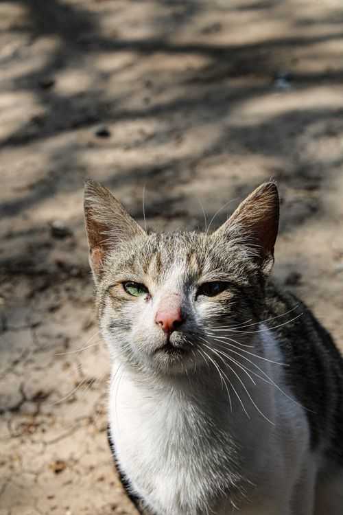 Free A portrait of a squinting stray cat with a sandy background, sunlit outdoors. Stock Photo
