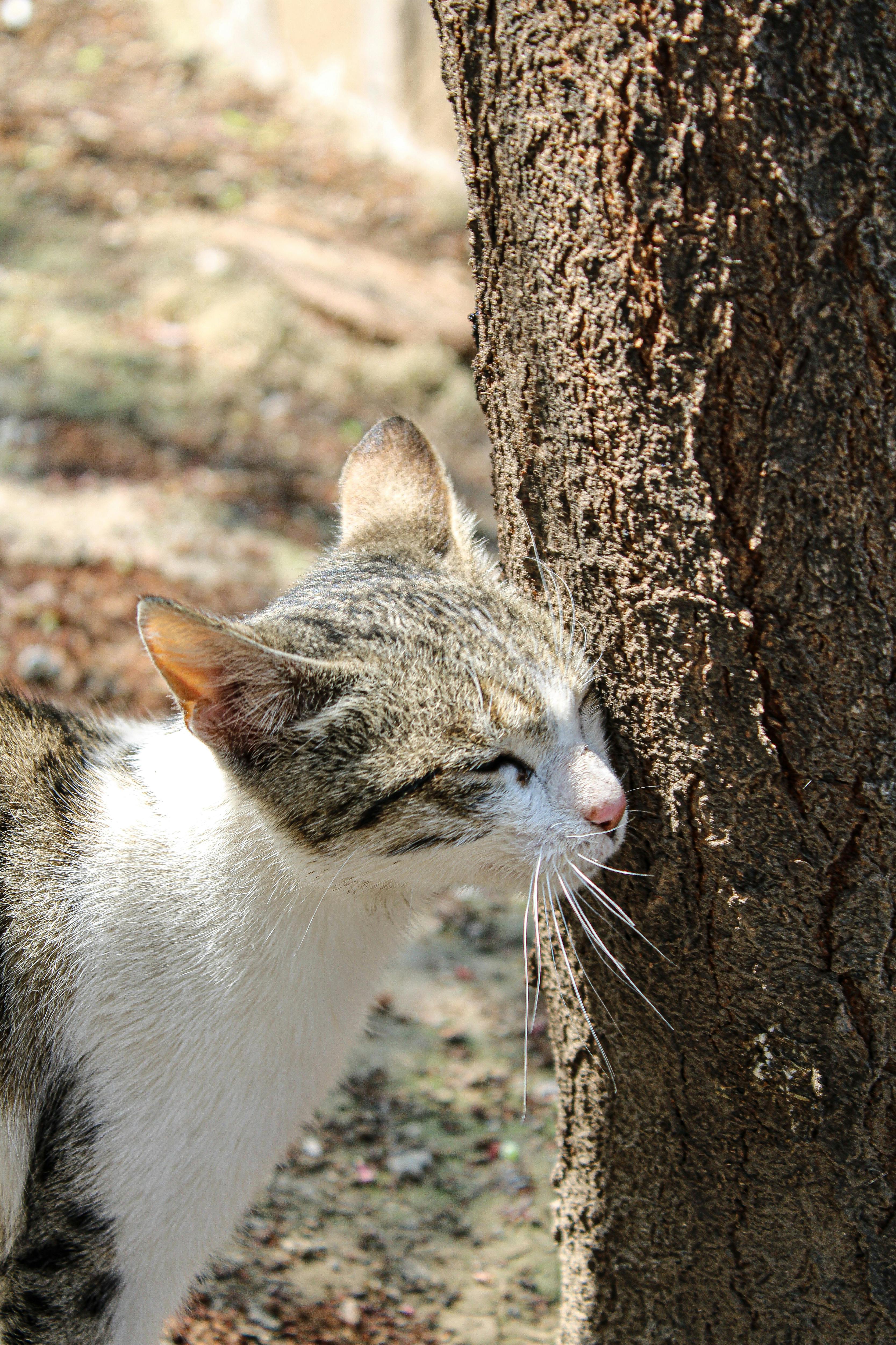 Domestic cat enjoying a sunny day outdoors, rubbing cheek on tree trunk.