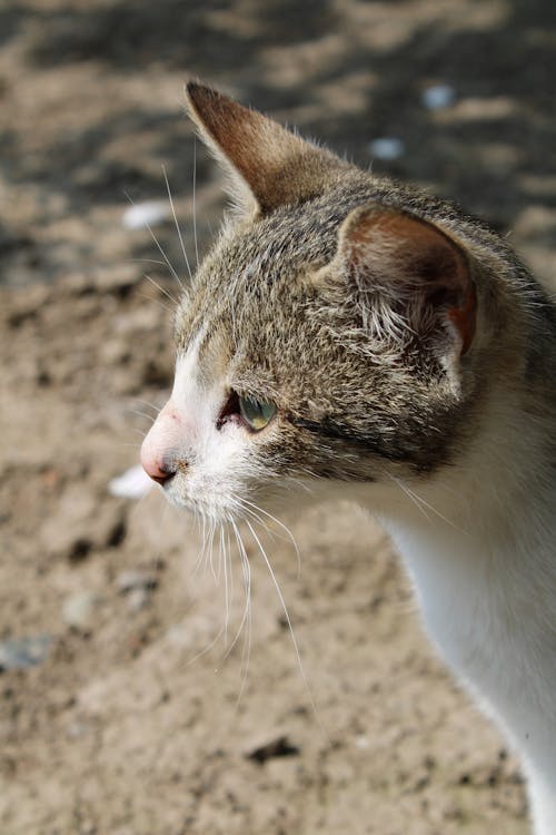 Close-up Photo of a Cat