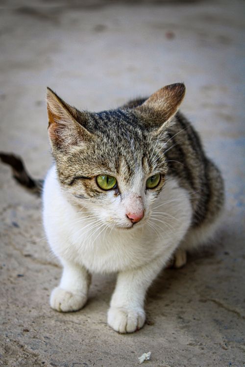 Free Charming close-up of a cute domestic tabby cat with green eyes sitting on concrete. Stock Photo