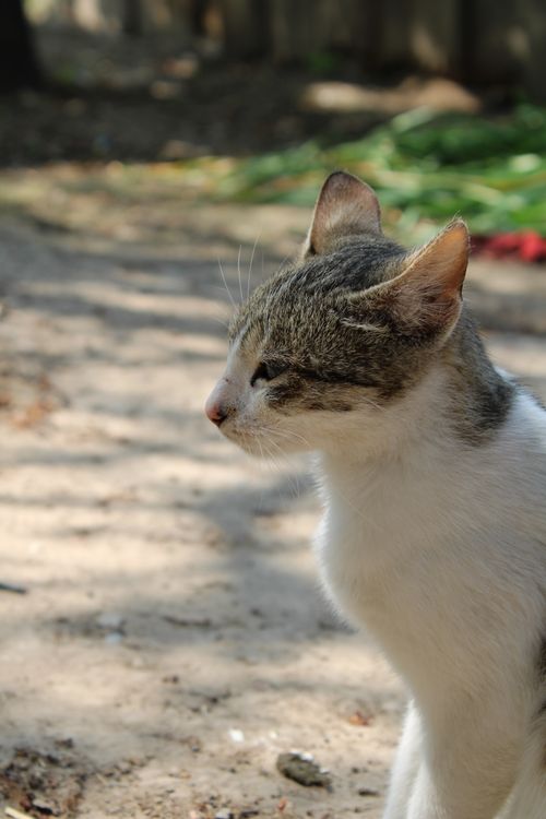 Free A thoughtful cat enjoying sunlight outdoors, showcasing natural feline beauty. Stock Photo