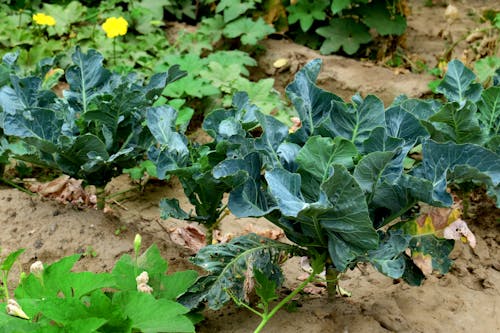 Photo of Growing Cabbage on a Farm