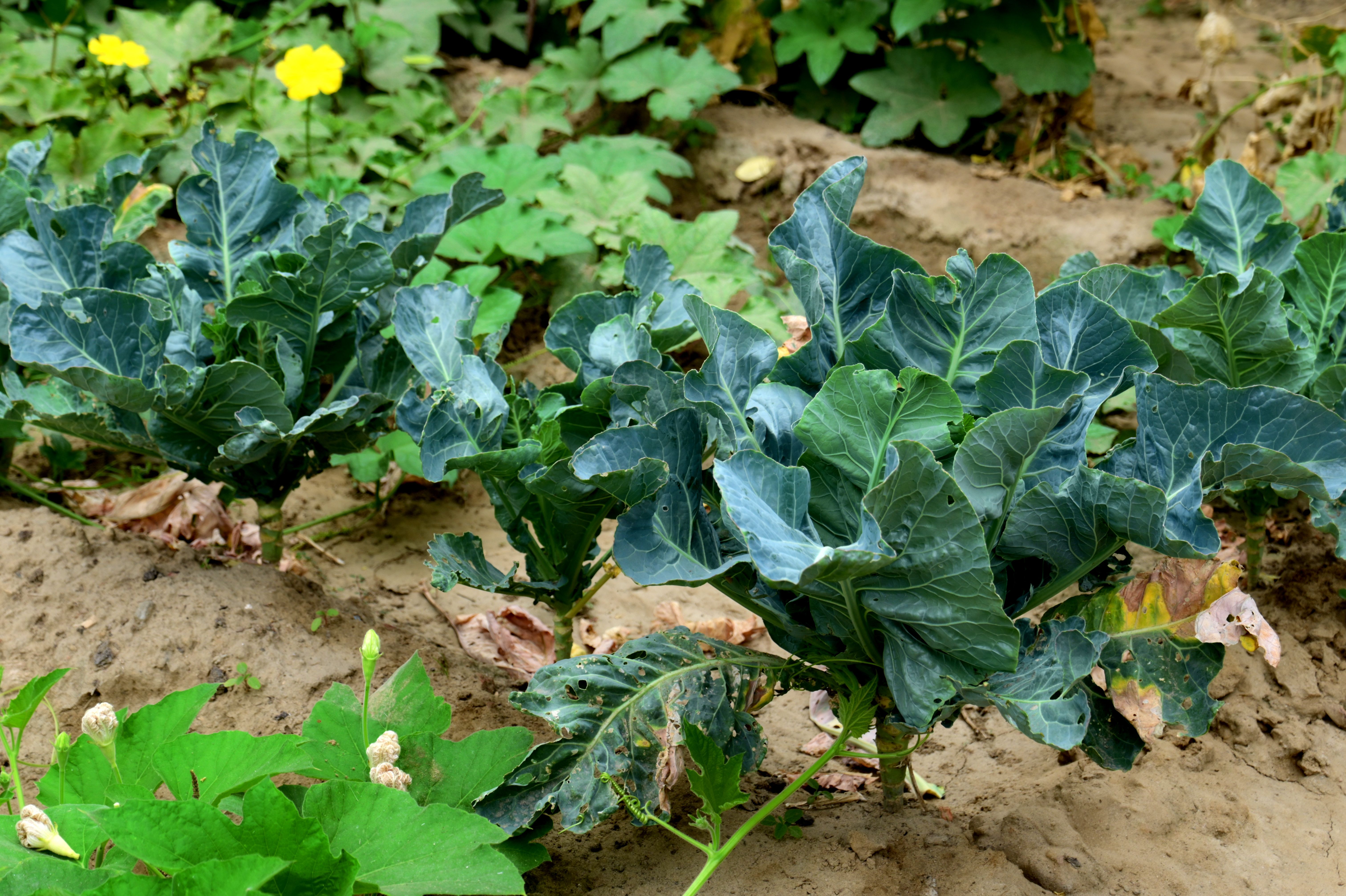 Cabbage In Close Up Photography Free Stock Photo