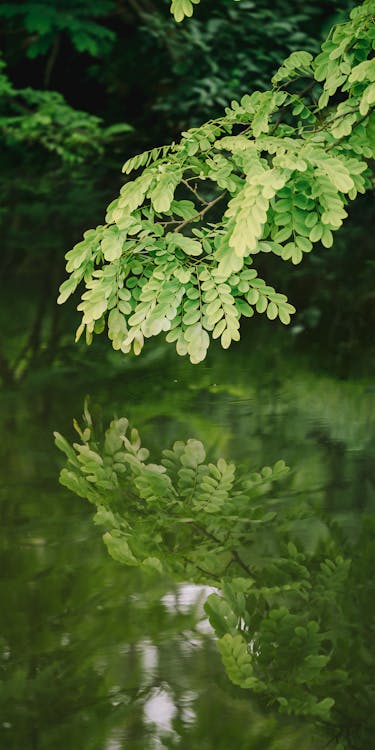 Photo of a Branch with Leaves Reflecting in the Water