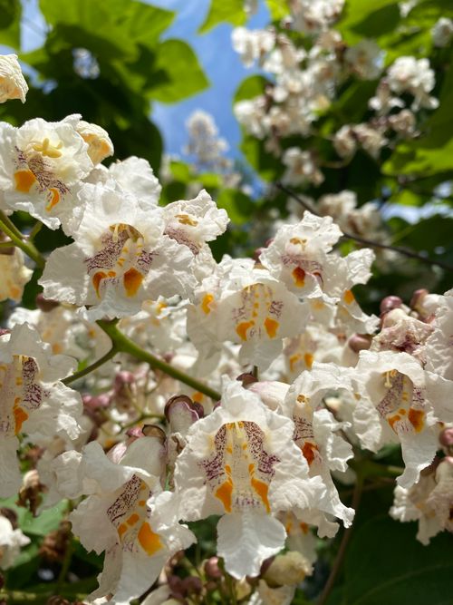 Free Close-up of blooming Southern Catalpa flowers under sunlight in a vibrant summer setting. Stock Photo
