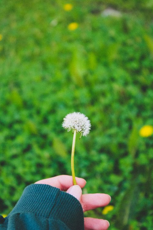 Free A close-up of a hand holding a dandelion against a lush green meadow, symbolizing spring. Stock Photo