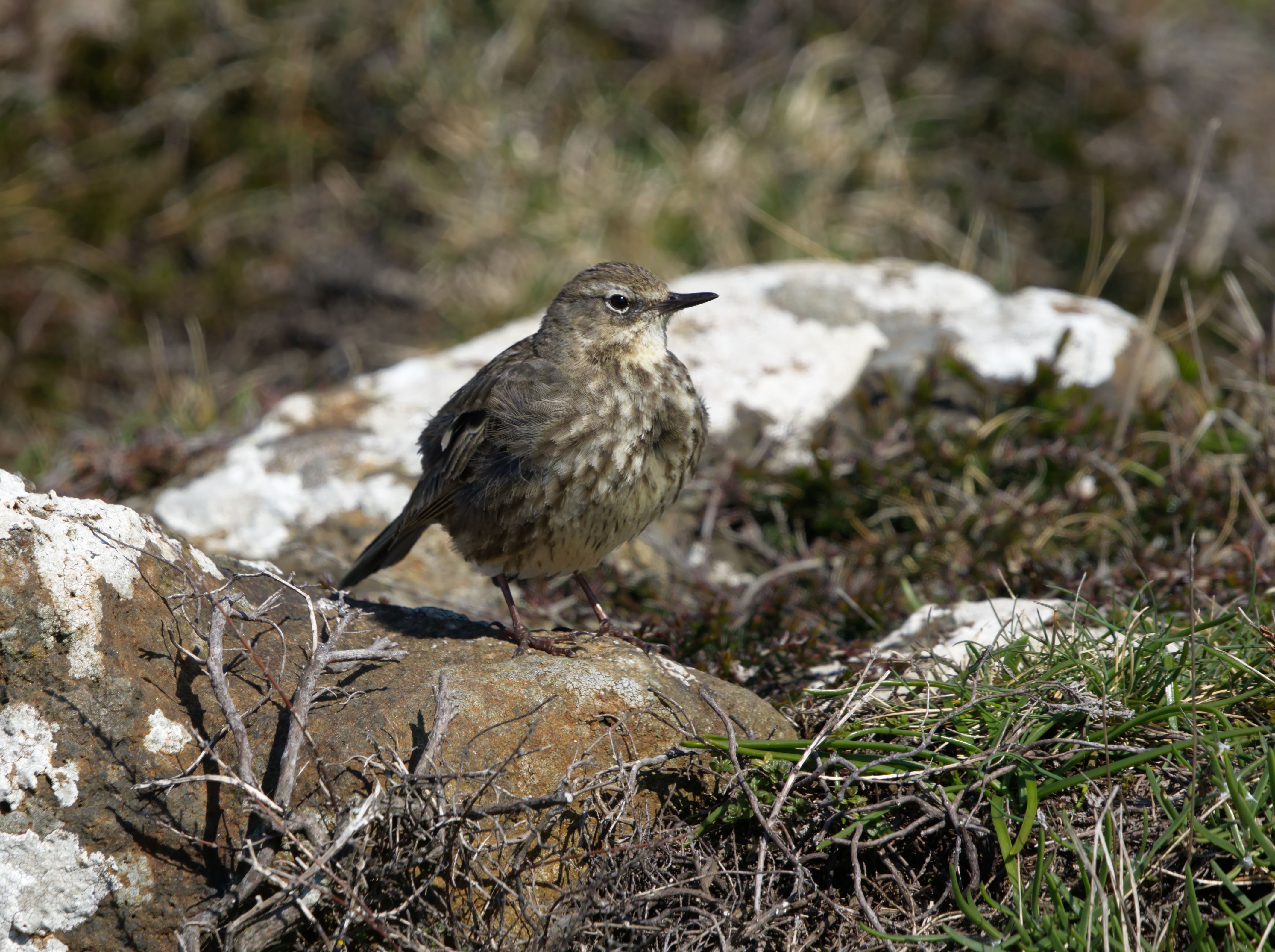 close-up-of-a-rock-pipit-free-stock-photo