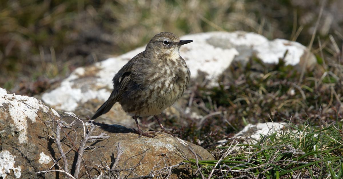 Close up Of A Rock Pipit Free Stock Photo close-up-of-a-rock-pipit-free-stock-photo