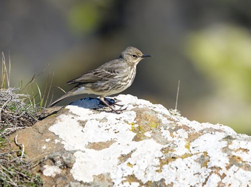Free Close-up of a Rock Pipit perched on a stone, showcasing its natural habitat. Stock Photo