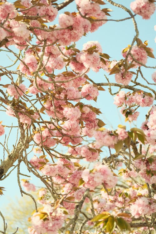 Kostnadsfri bild av blommor, fjäder, flora