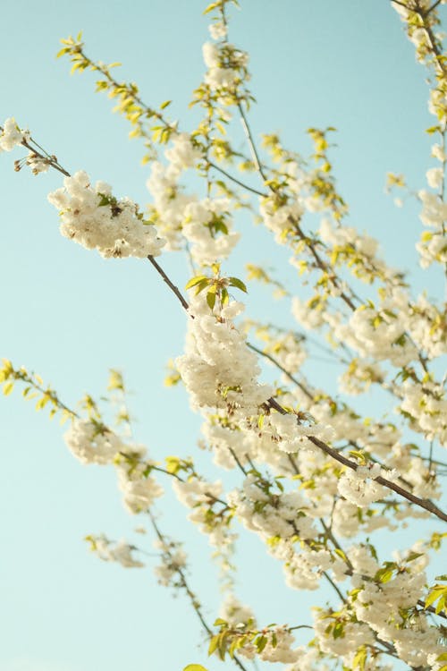 White Cherry Blossoms in Spring