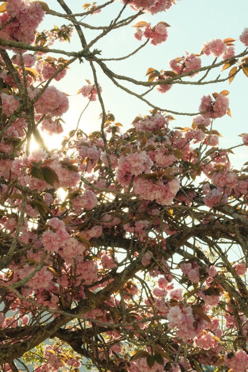 Безкоштовне стокове фото на тему «вертикальні постріл, весна, Вишня»
