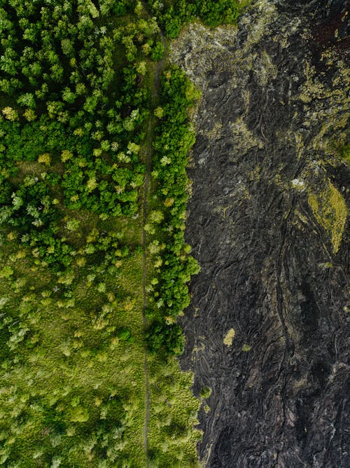 Forest and Volcanic Soil near