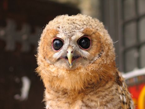 Adorable young owl with bright eyes, showcasing its distinct features in a detailed close-up.