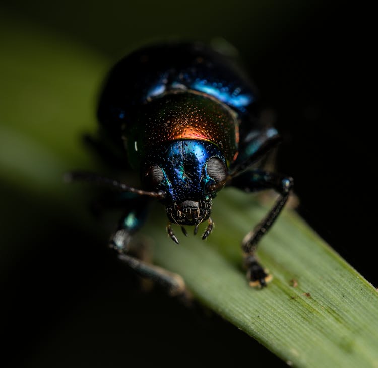 Black Beetle On Leaf