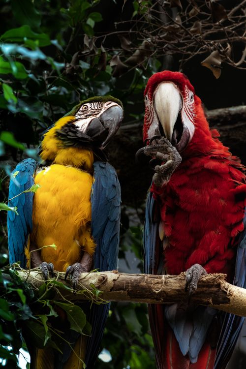 Free Close-up of macaws perching on branches amidst green leaves, ideal for nature enthusiasts. Stock Photo