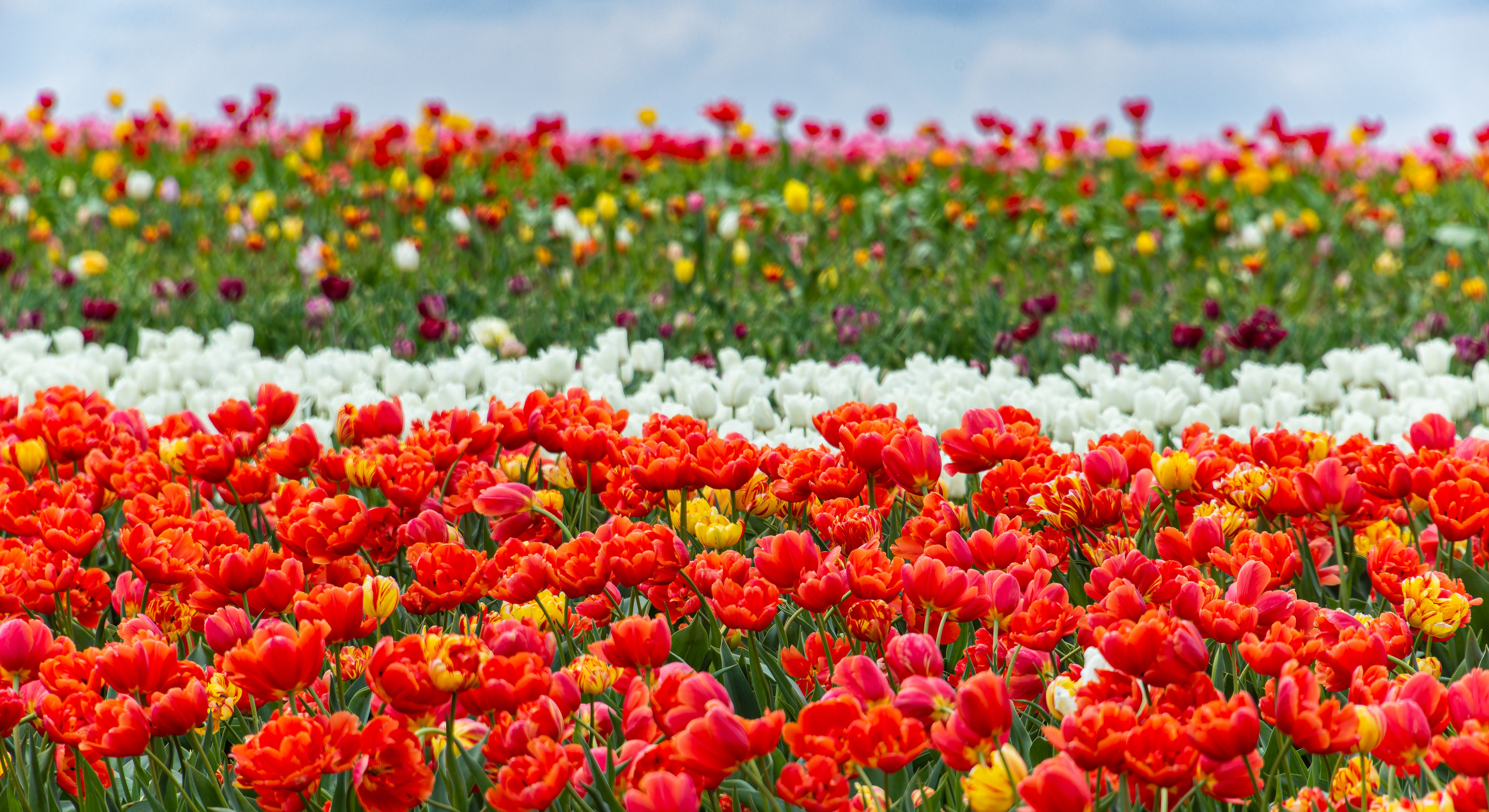 Keukenhof