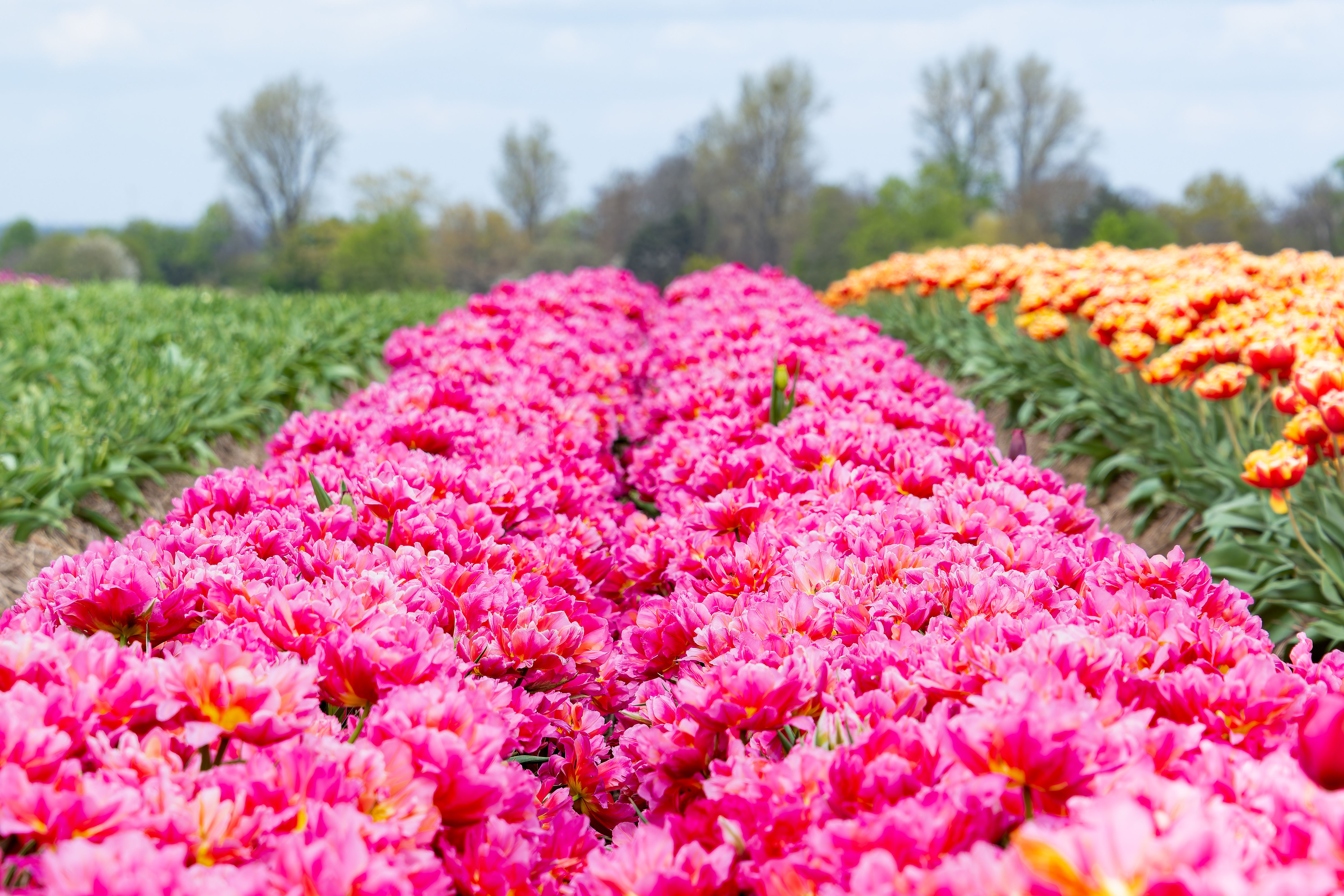 Field of Blooming Pink Flowers · Free Stock Photo