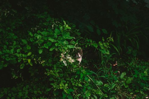 A cat peeks through vibrant green leaves in a dense garden, portraying a sense of curiosity and nature.