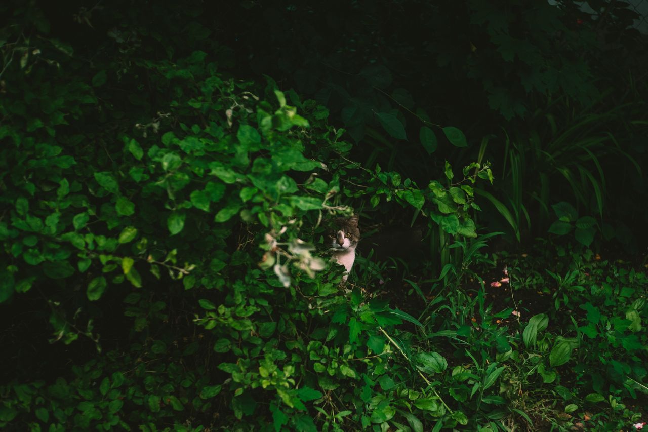 a cat peeks through vibrant green leaves in a dense garden portraying