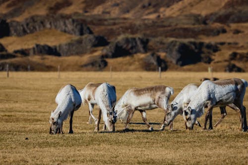 Kostnadsfri bild av antiloper, besättning, grässlätt