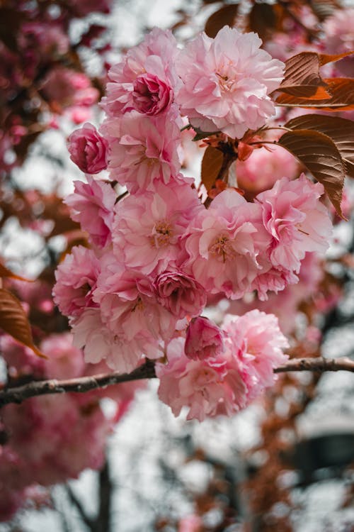 Foto d'estoc gratuïta de branca d'arbre, cirerer japonès, florint