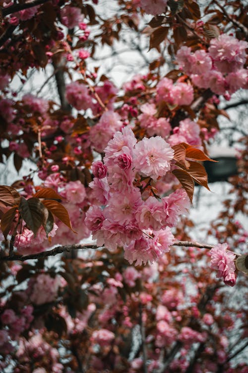 Foto profissional grátis de cereja, cor-de-rosa, fechar-se