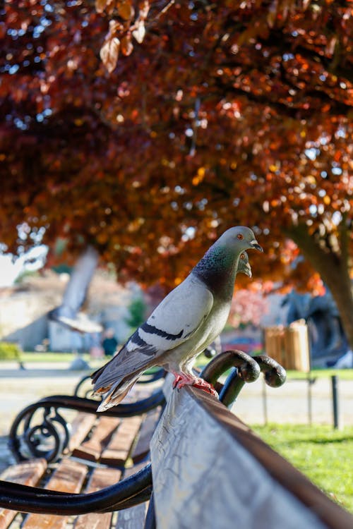 Close up of Pigeon on Bench
