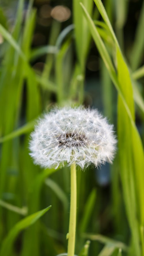 Free stock photo of dandelion, dandelion flower, green